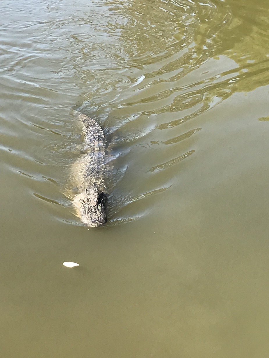 Alligator happy to find marshmallows